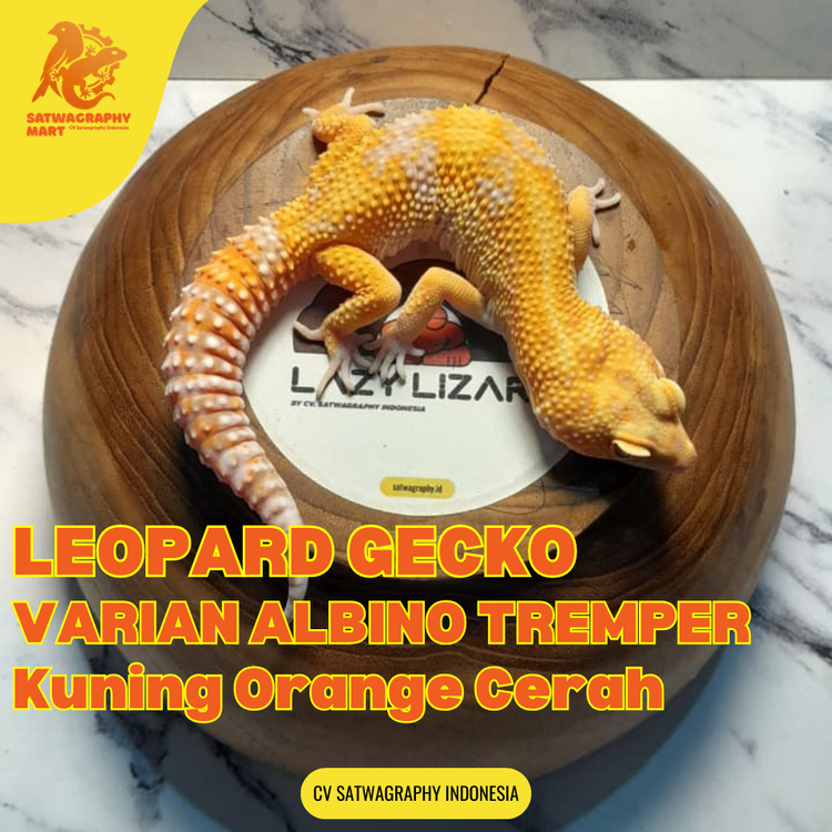 Mainan Anak GECKO Warna Albino TREMPER