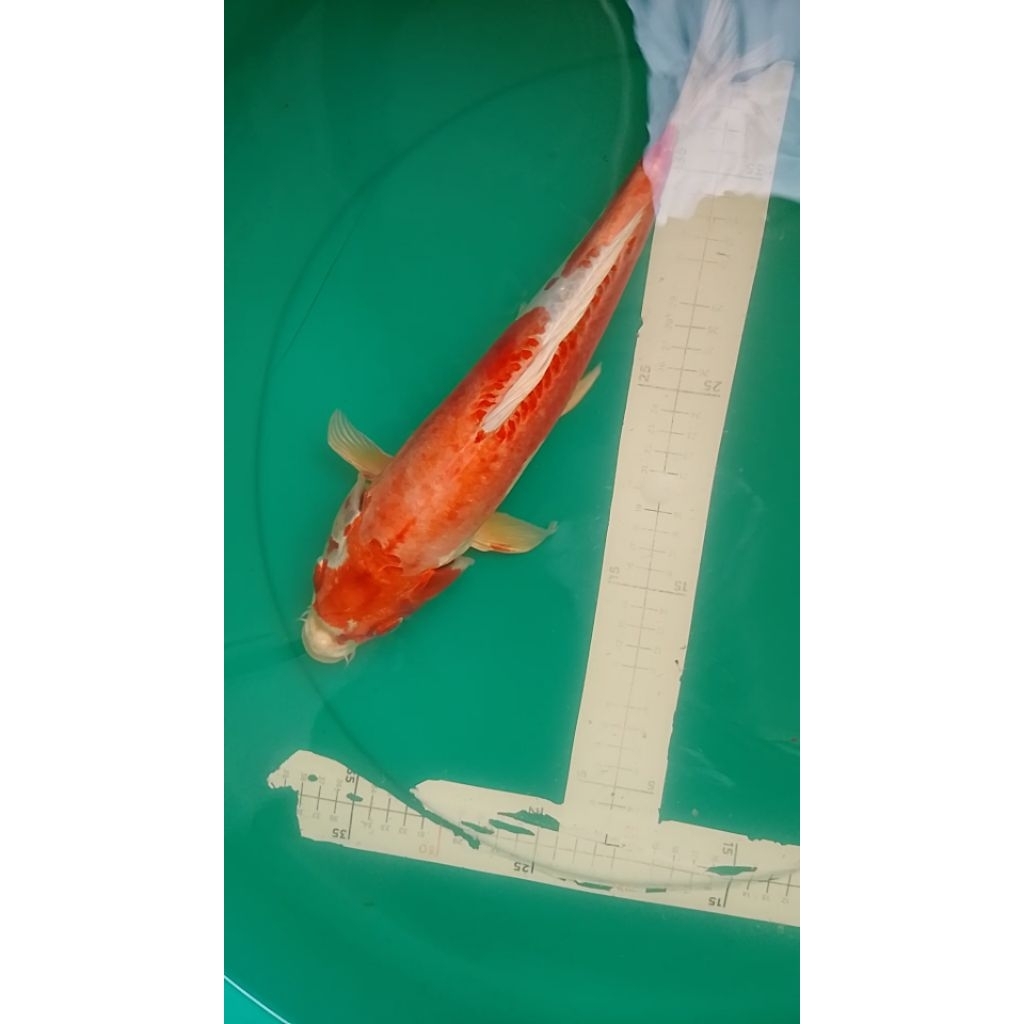 Ikan koi jenis Kikushui Doitsu 37cm