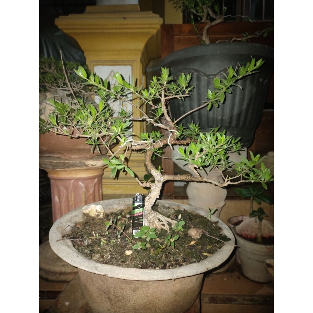 Bahan Bonsai Santigi Karang