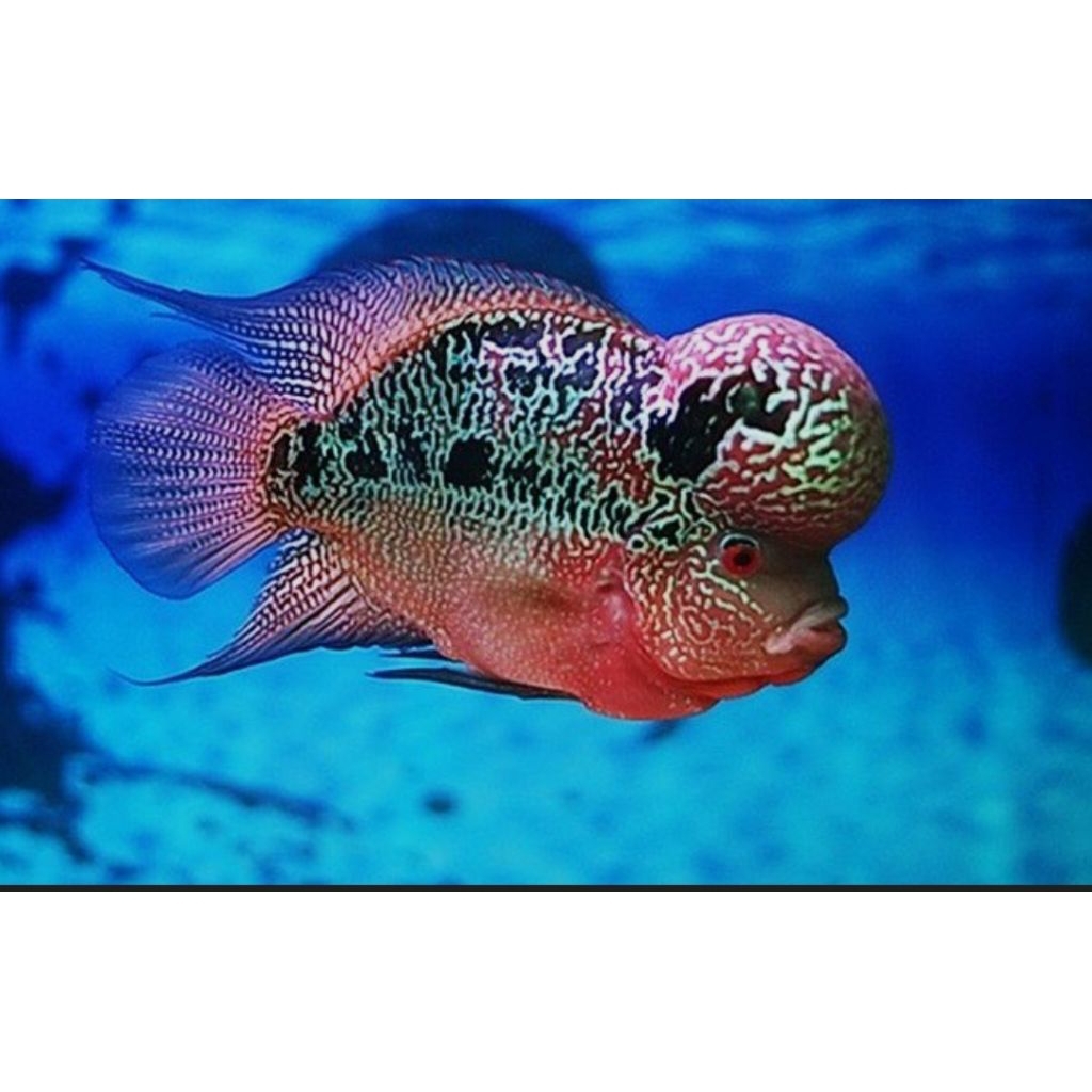 hiasan.aquarium.(louhan.SRD.2jari)