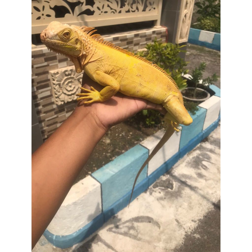Miniatur Iguana albino 110 cm