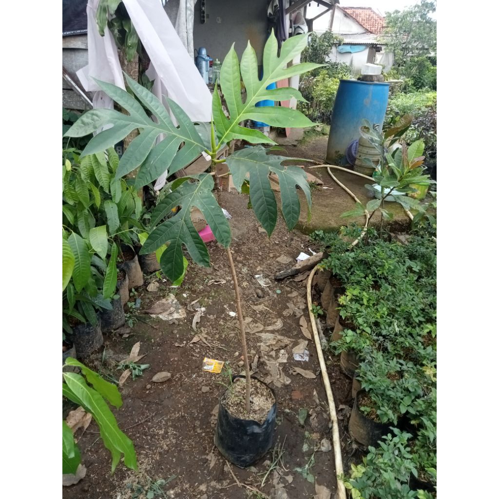 Bibit Buah Sukun - Tanaman Buah Sukun - Pohon Buah Sukun