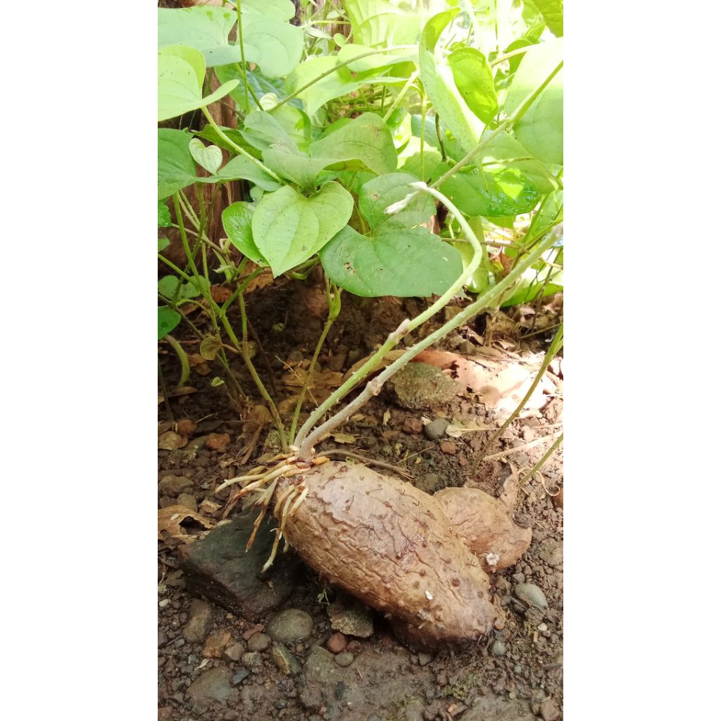 BIBIT GEMBILI KETAN SUPER 1kg