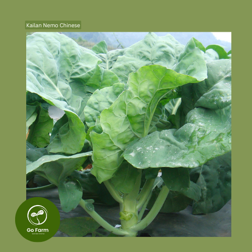 Benih Bibit Kailan Nemo Chinese Batang Besar