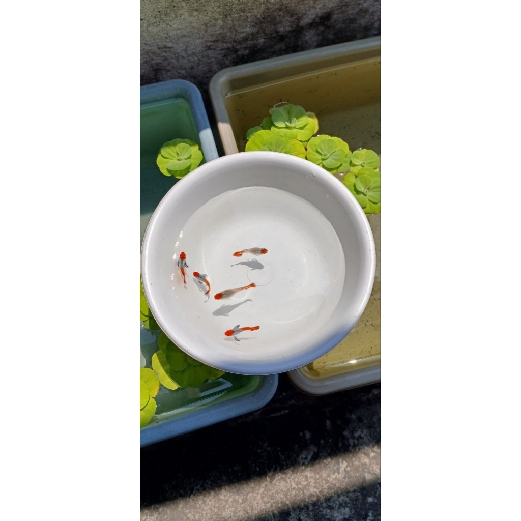 hiasan aquarium guppy prtde koi butterfly