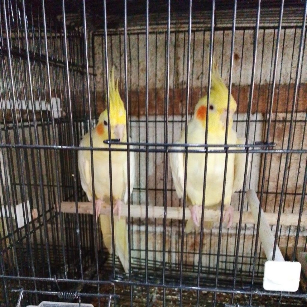 falk lutino mm sepasang dewasa siapan