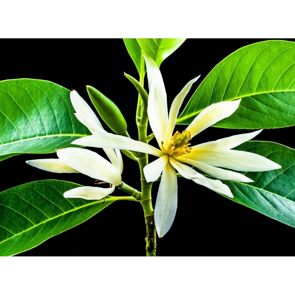 Bunga Kantil segar ada warna putih dan kuning