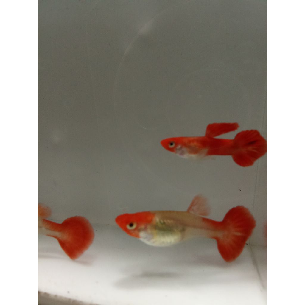 AhNa Guppy farm - Guppy koi