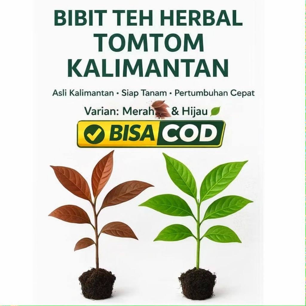 bibit Teh hijau kalimantan