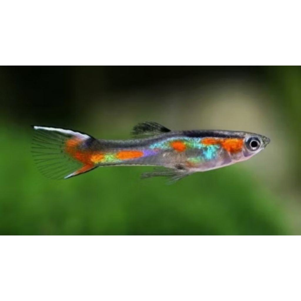 Hiasan Aquarium Guppy Endler's Livebearer Fish Satu Pasang |Ikan Hias Bozz Louhan Pekanbaru|