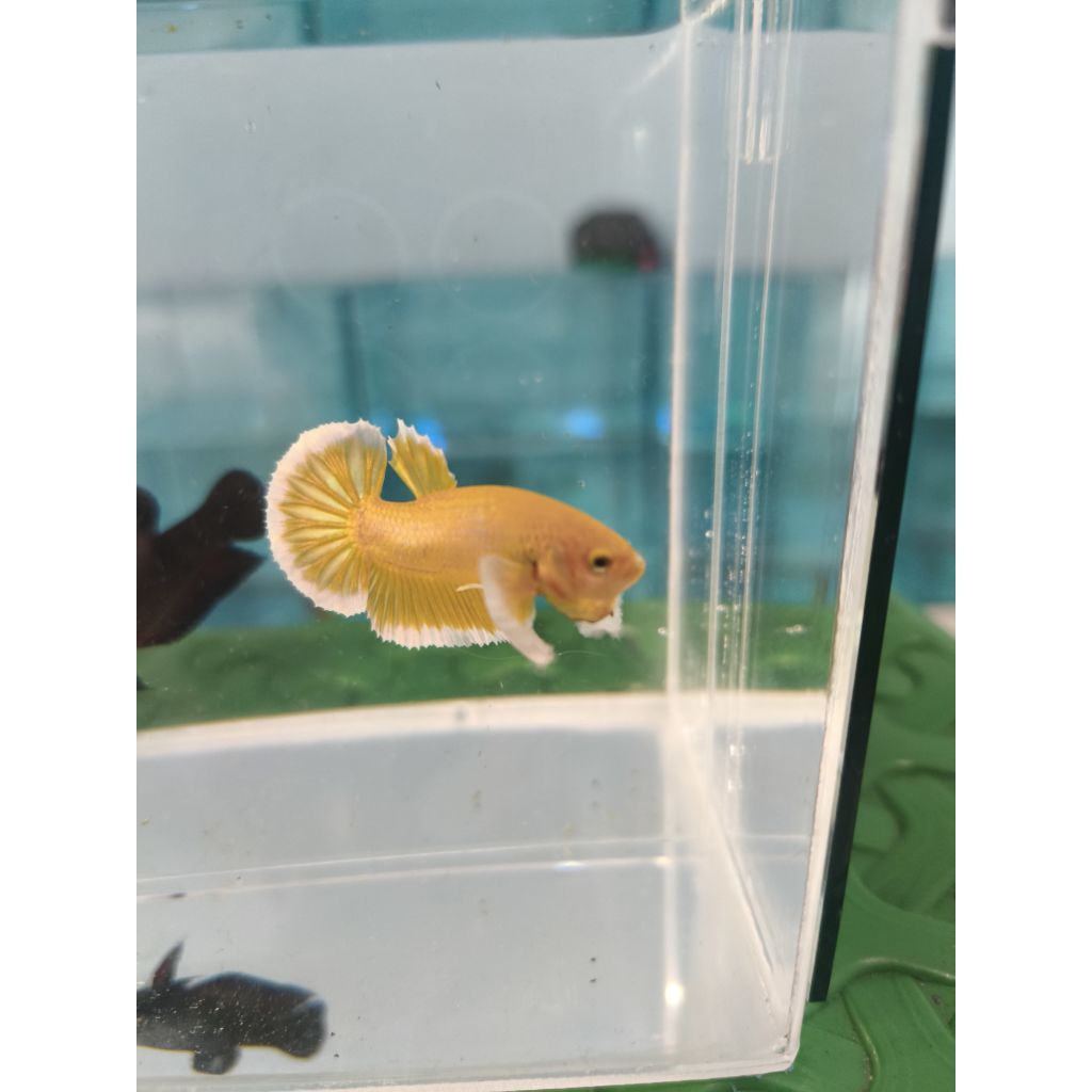 Cupang Dumbo ear Super Gold