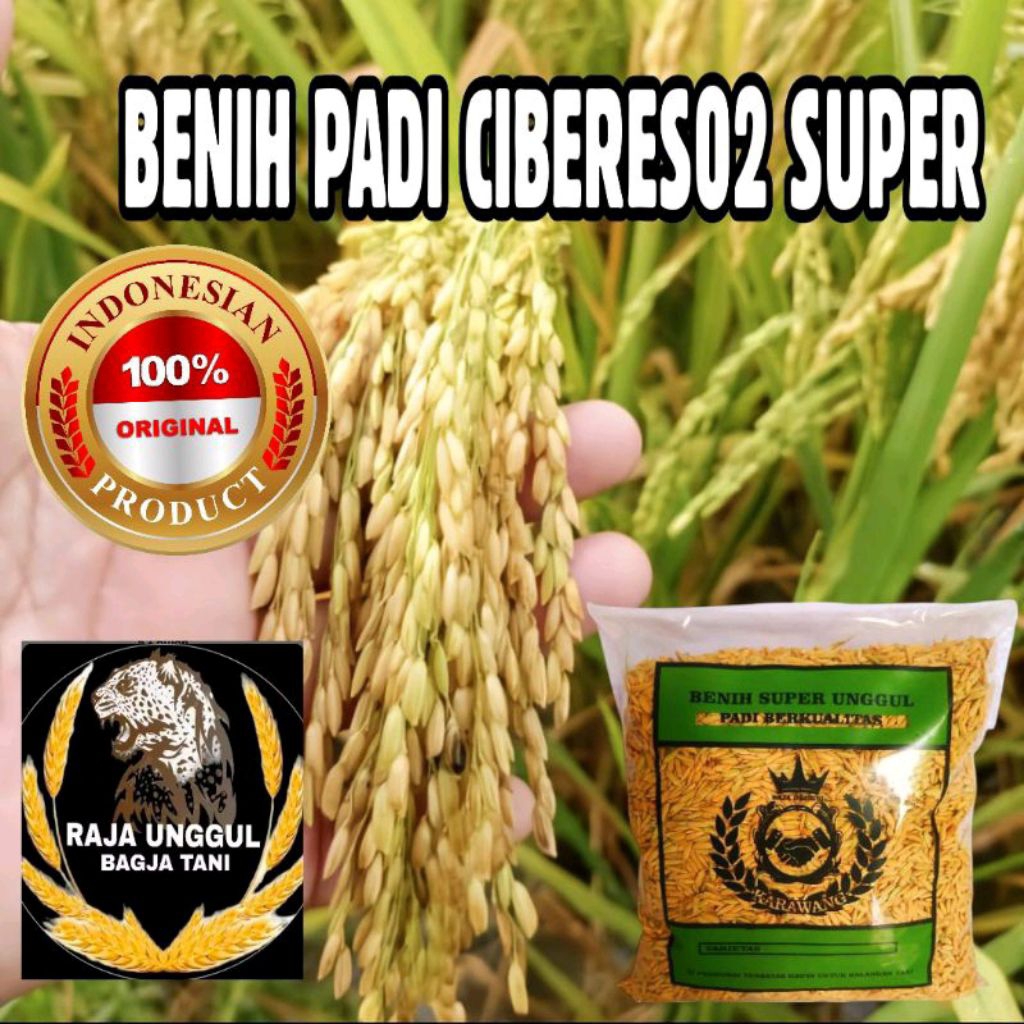 BENIH PADI CIBERES02 KEMASAN 1KG KUALITAS SUPER UNGGUL