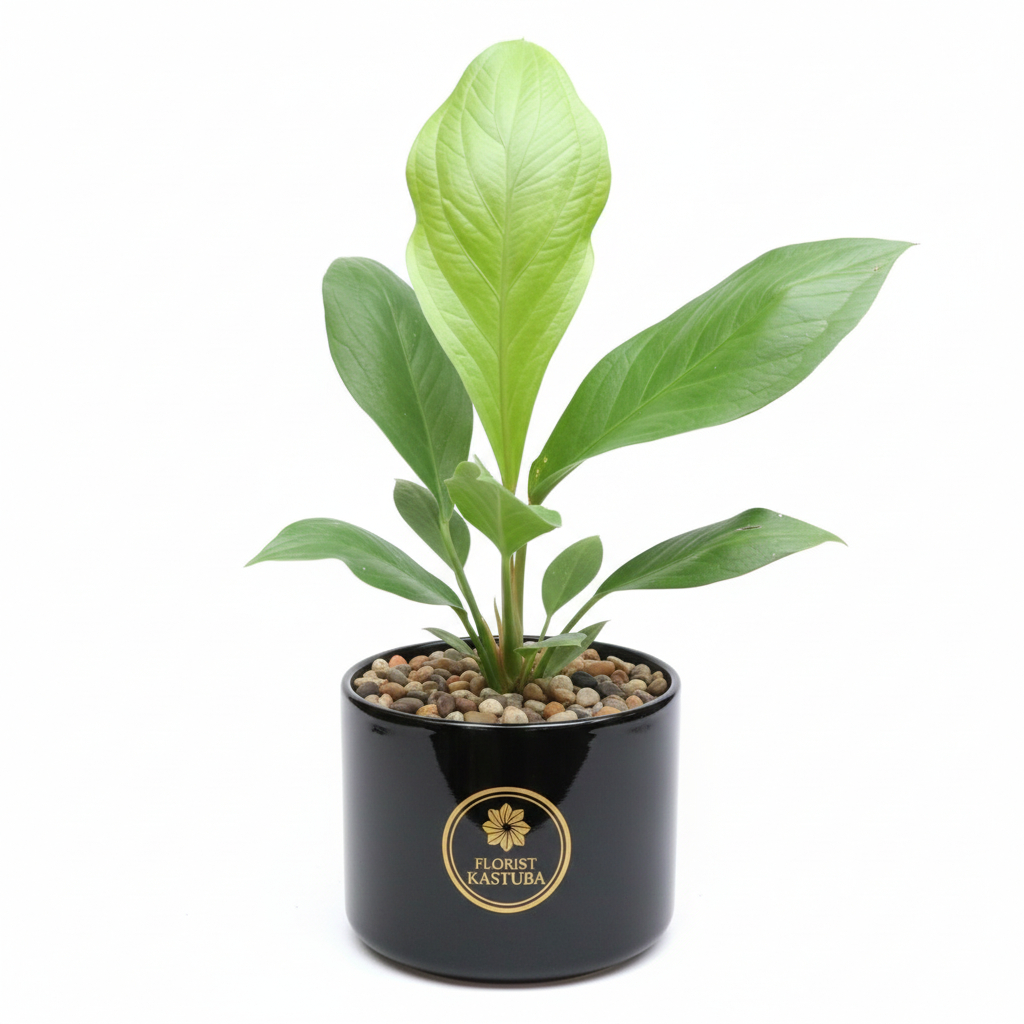 Tanaman Hias Anthurium Jemani Cobra Catalog - Bibit Koleksi Mewah Premium