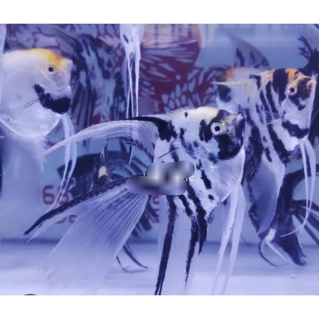 MANFISH BLACK SLAYER 5-6CM