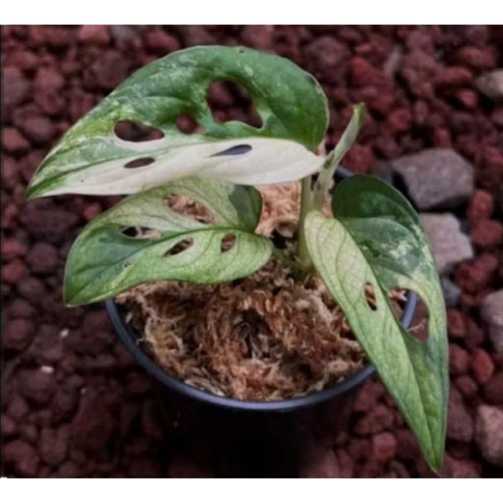 tanaman hias janda bolong varigata