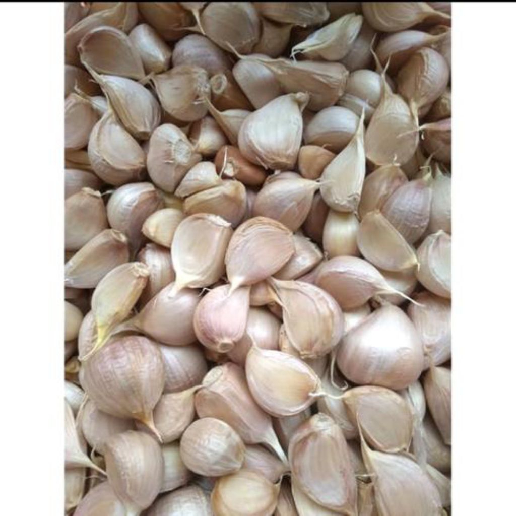 bawang putih kating 1kg