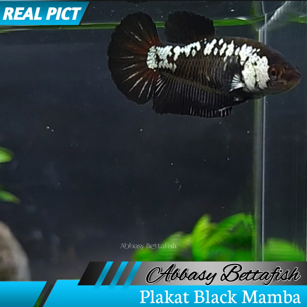 Cupang Plakat Black Mamba Female Real Picture