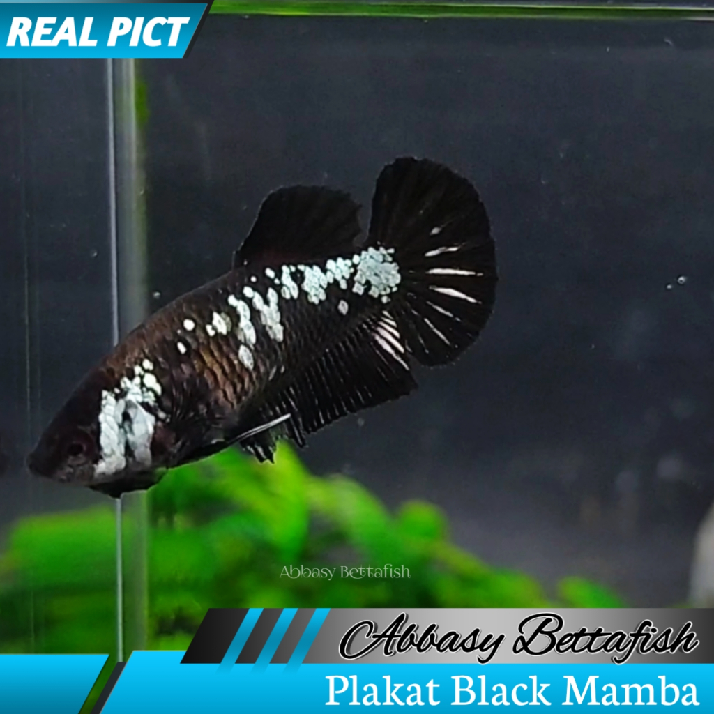 Cupang Plakat Black Mamba Betina Female Real Picture