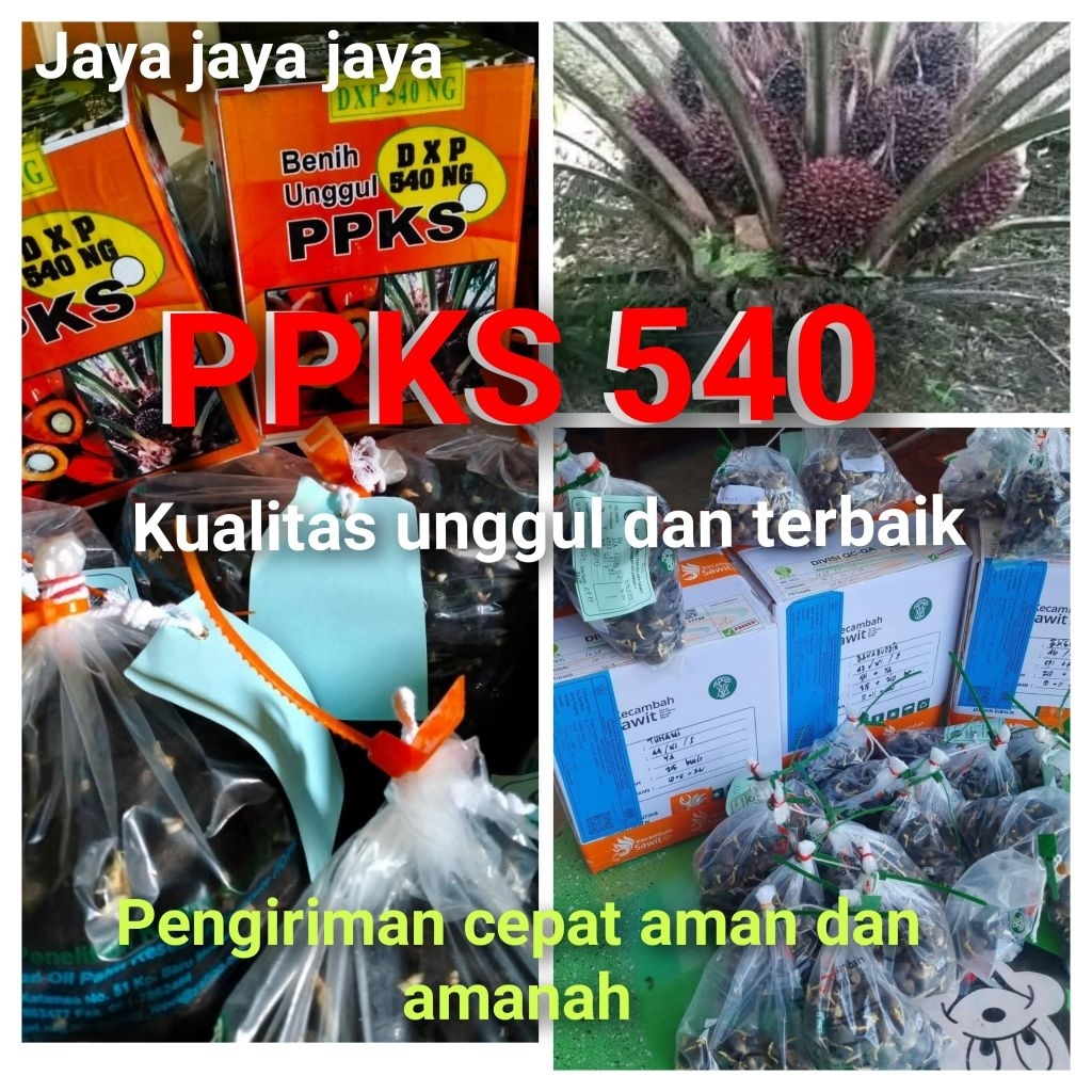 Bibit Benih Kecambah Sawit PPKS 540 NG asli Medan (250 butir)