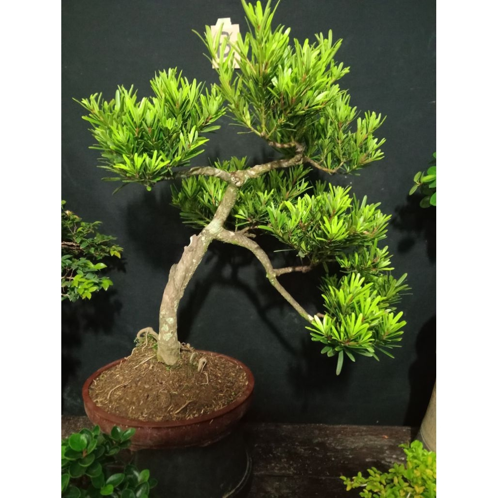Bonsai Lohansung Mawar