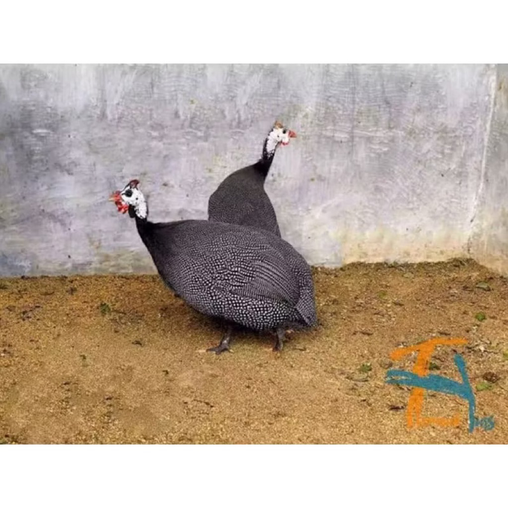 Ayam Mutiara Dewasa Sepasang cocok buat aviary