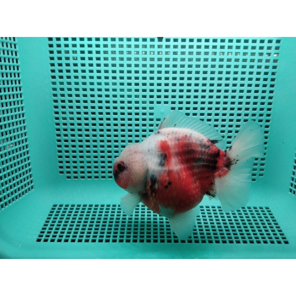 Oranda OST Calico size 13 cm