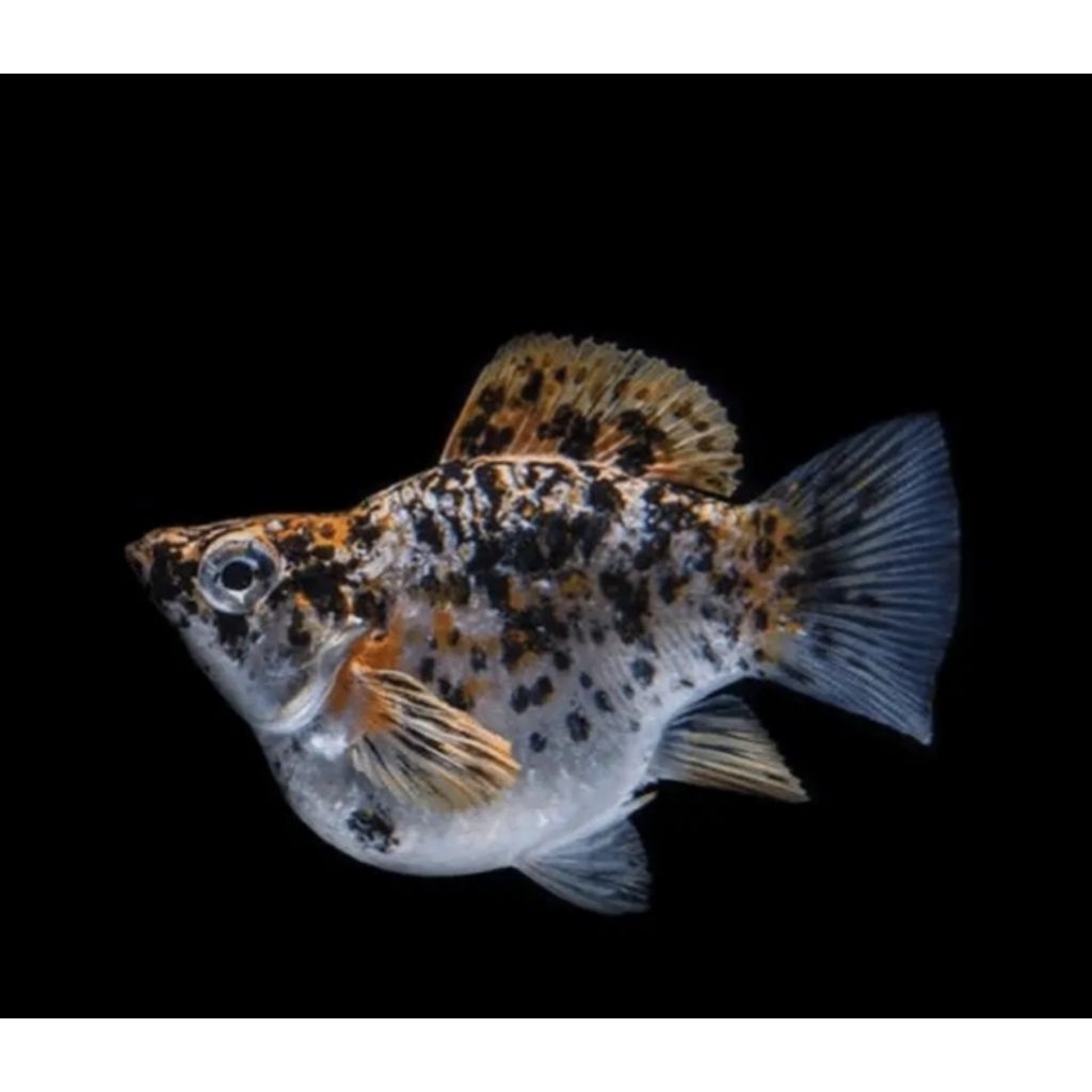 molly_calico_1pasang