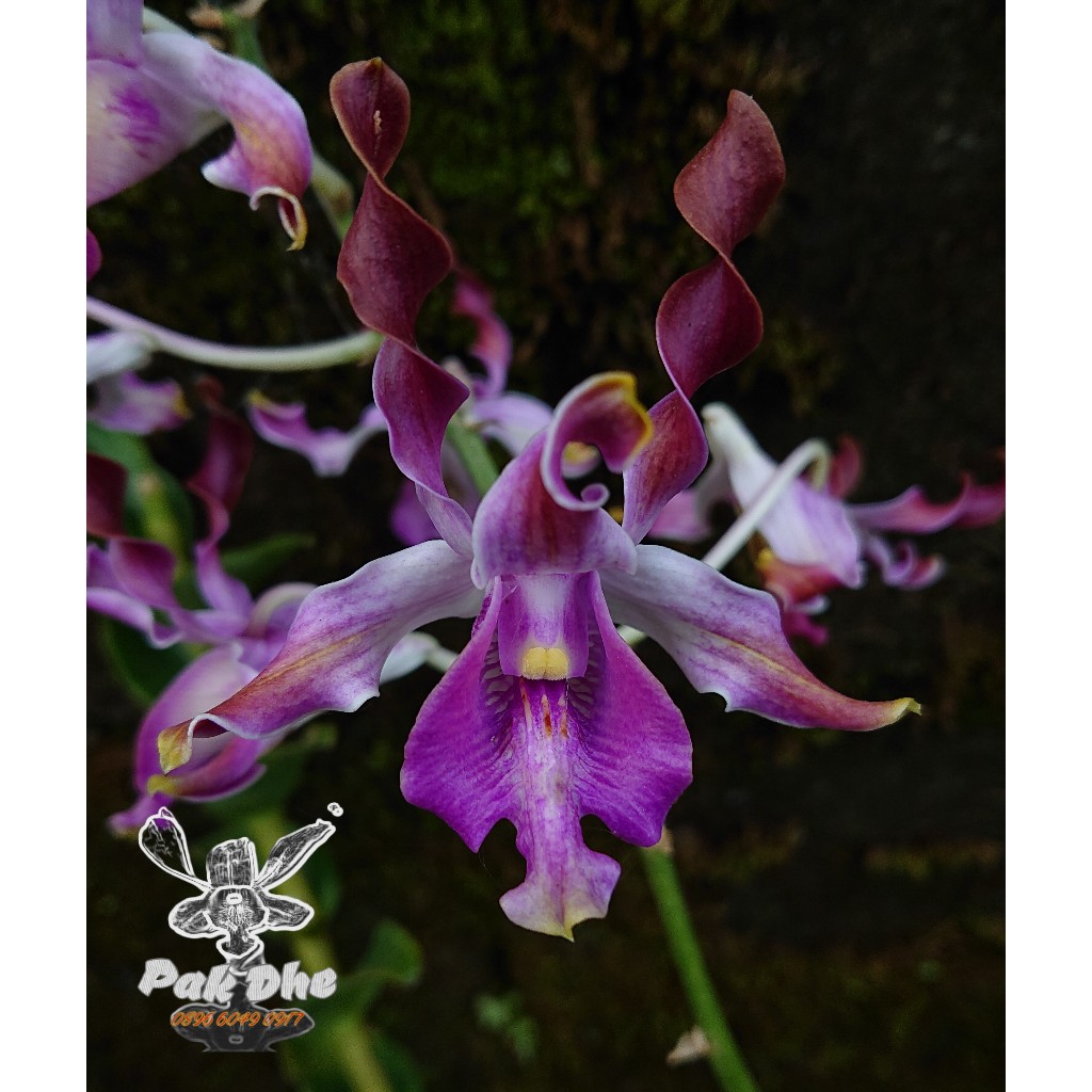 Dendrobium keriting Dewasa - Den. Kraikan Sirinungsi