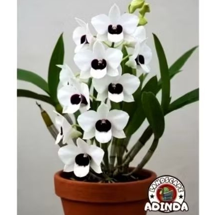 (BISA COD) Tanaman Hias Anggrek Dendrobium Bunga Putih / Bibit Tanaman Hias Anggrek Dendrobium Bunga