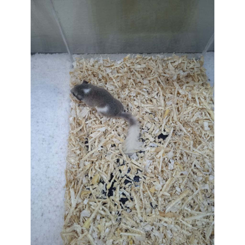 Mainan African Pygmy Dormice Low Mozaic