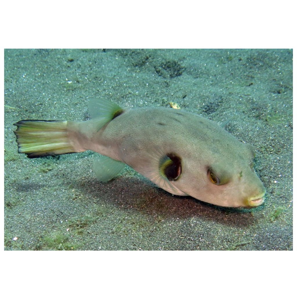 IKAN HIAS LAUT BUNTAL DOGFACE