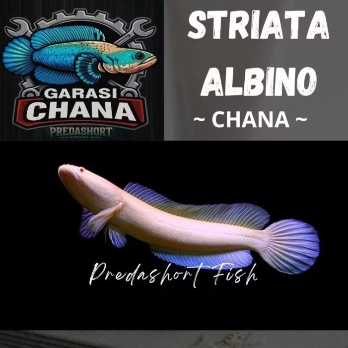 koleksi  chana striata albino "mata merah" ekor lurus bergaransi
