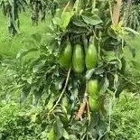 entres alpukat siger lampung - batang segar alpukat siger - cutting alpukat siger