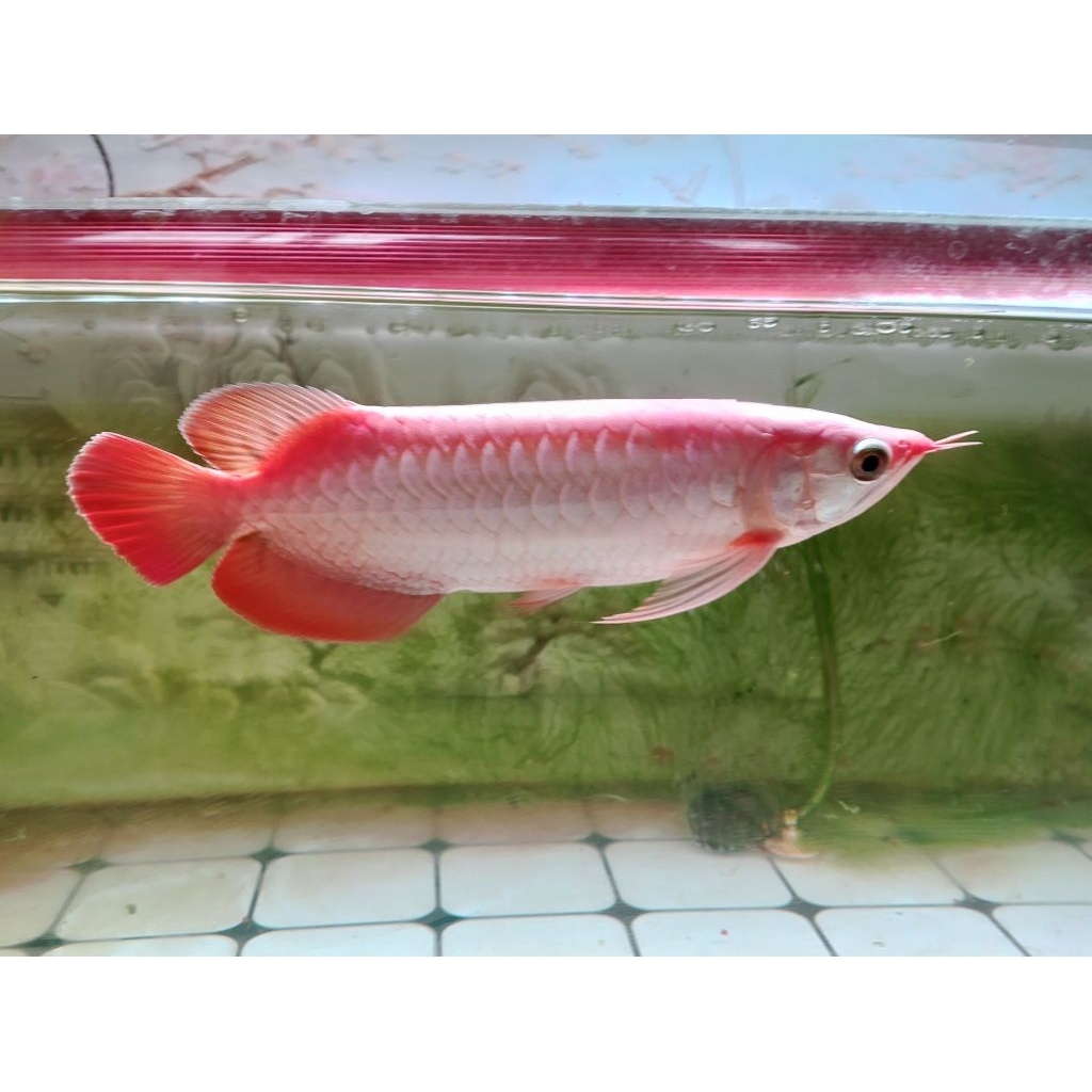 ARWANA SUPER RED 23-25 CM IKAN SEHAT DAN MULUS