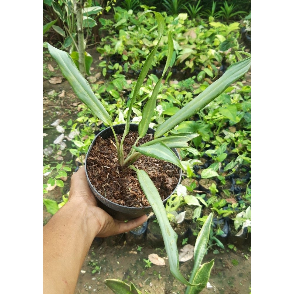 (Ekonomis) Aglaonema Bambu