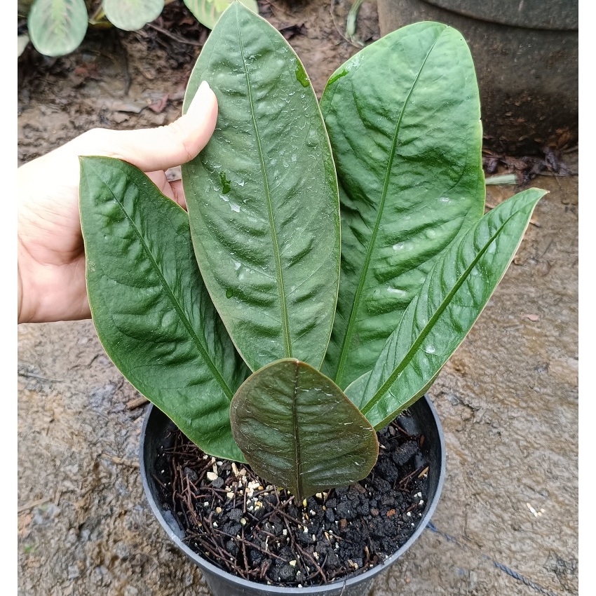 Tanaman Hias Anthurium Neo Superboom Kode B / anthurium superbom / anthurium superbum / anthurium su