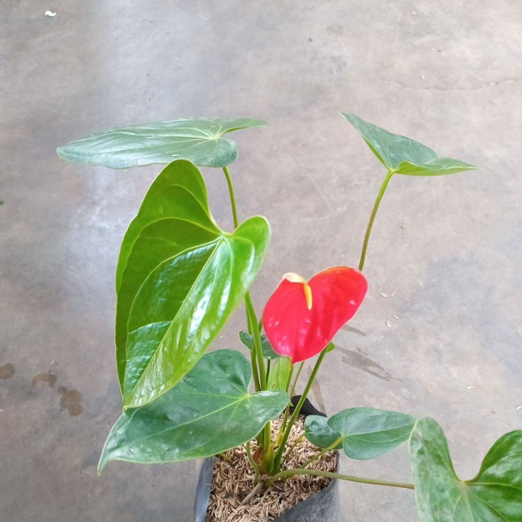 anthurium presiden
