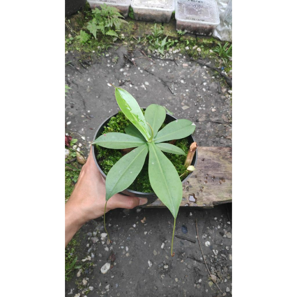 Nepenthes Northiana From Seedling