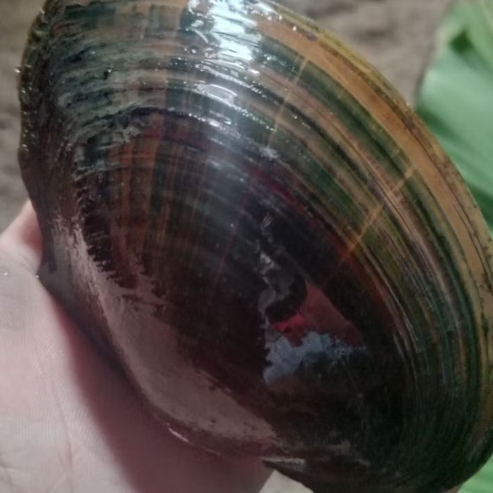 KERANG AIR TAWAR KERANG KIJING/TOE