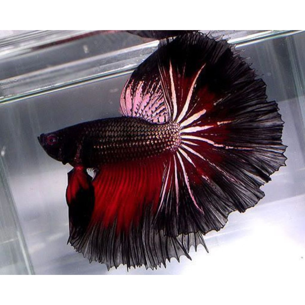 HALFMOON SAMURAI COPPER MALE