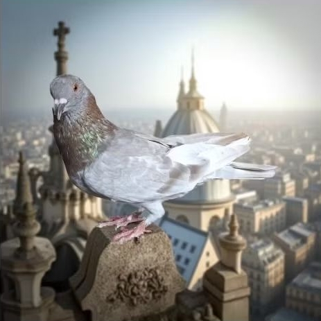 merpati jantan kelabu siap jodoh