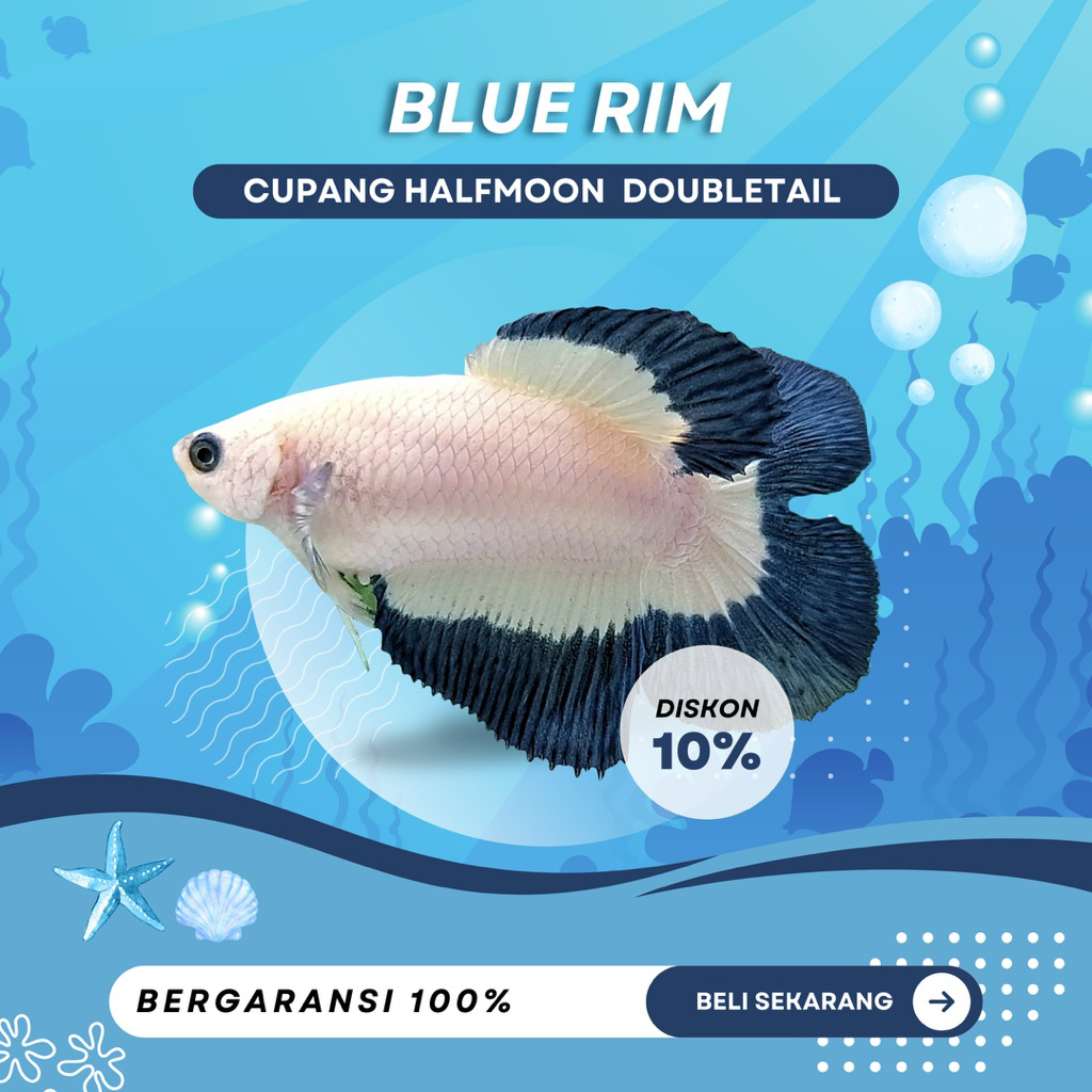 [HMDT] Doubletail Blue Rim | TOP GRADE | NEW | BESTSELLER | IKAN HIAS