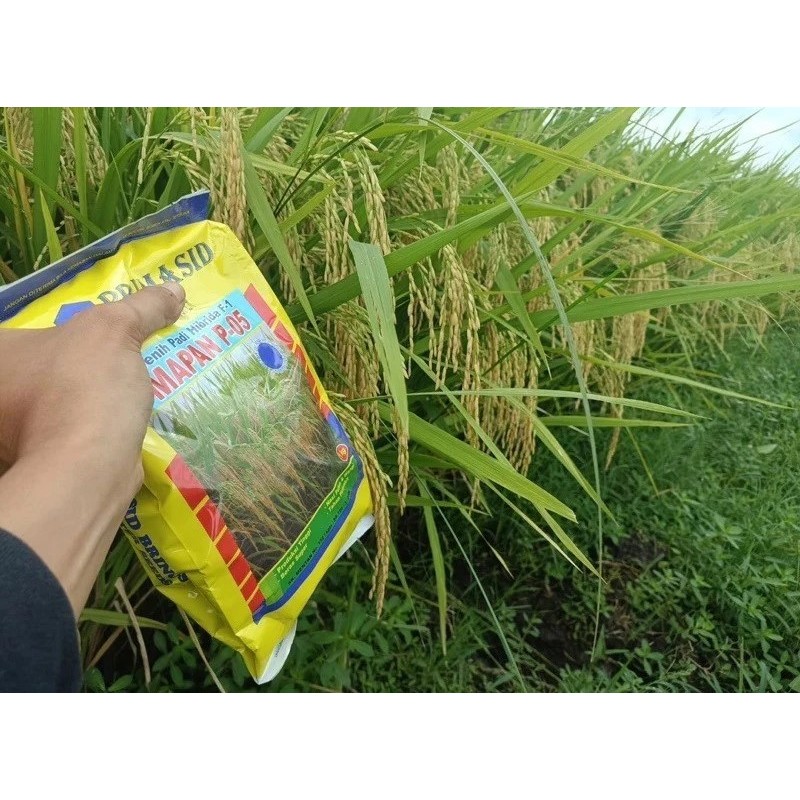 Benih Padi Hibrida Mapan P 05 Exp bulan 04, 05 & 06 2026 Original 100% daya tumbuh >80%