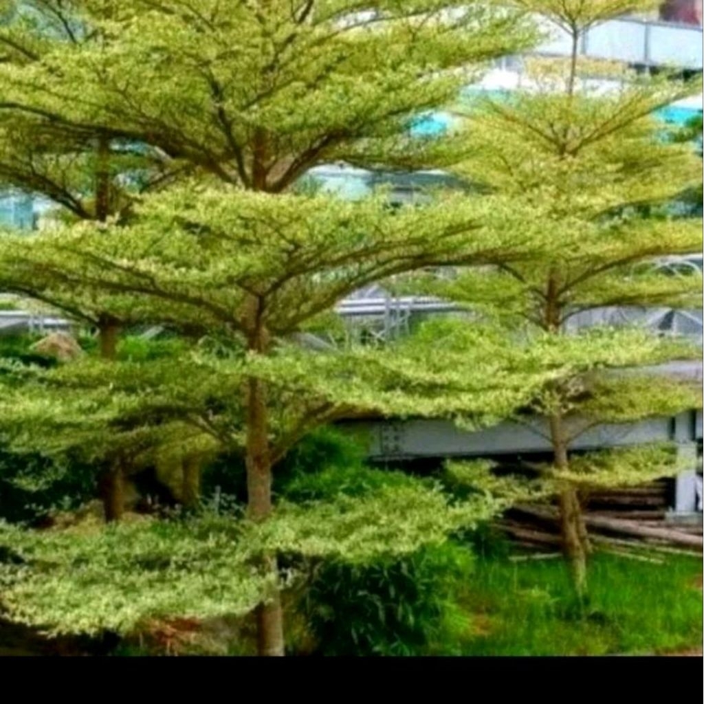 Biji benih pohon Ketapang kencana