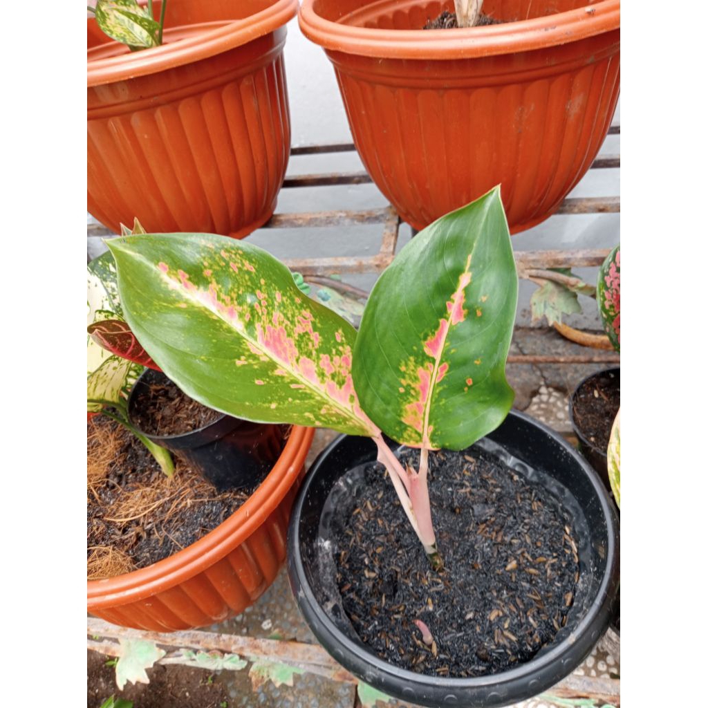 tanaman agronema Fresh dan Ready Stock