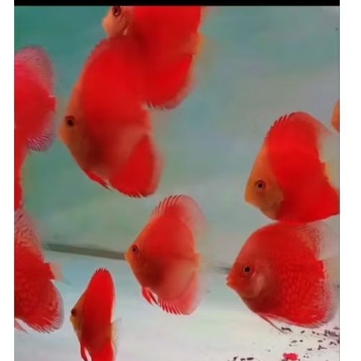 Discus redmelon Hb extreme 3 inch