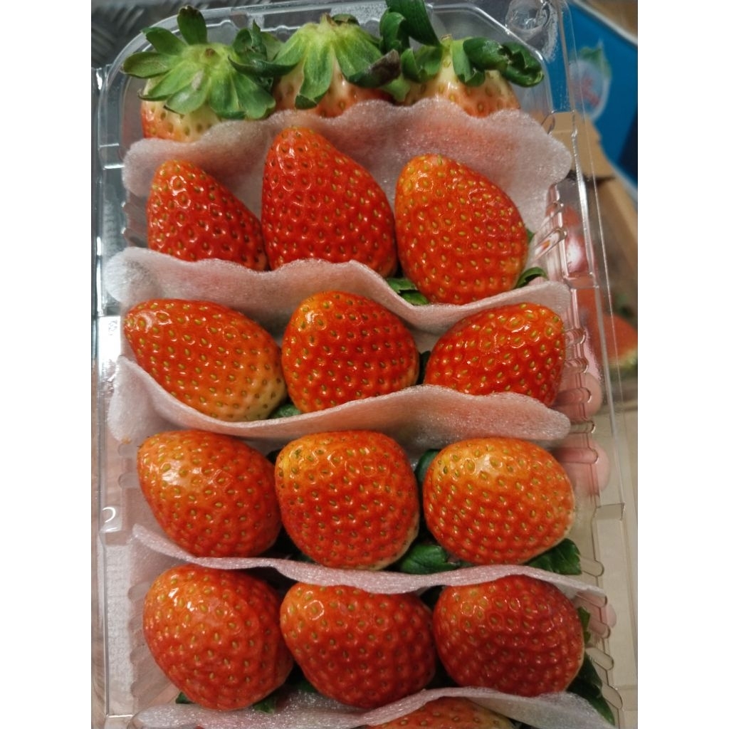 strawberry Korea 330gr manis