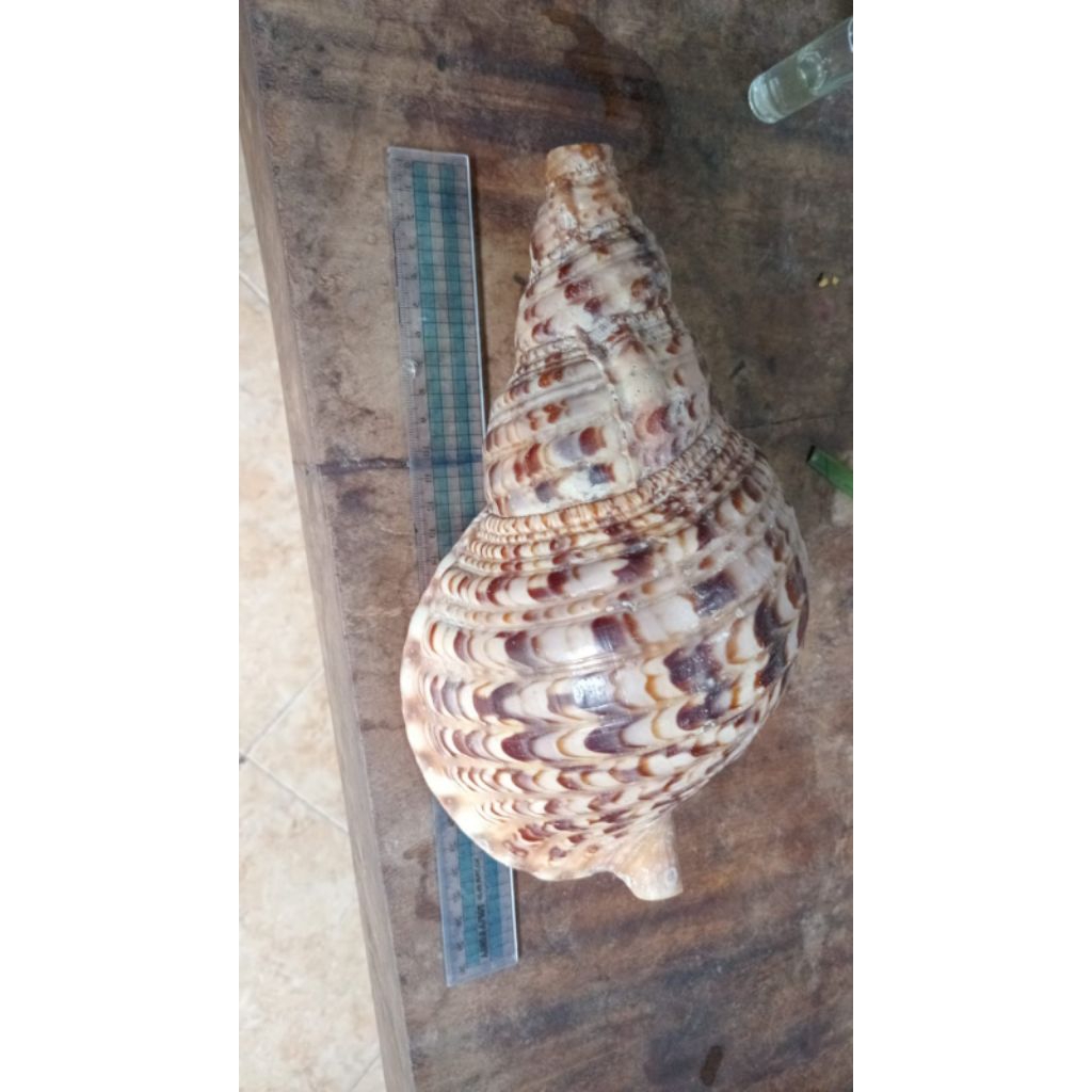 alat tiup kerang  tiup coklat triton asli