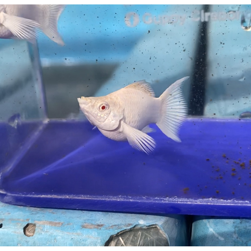 MOLLY ALBINO PLATINUM LYRETAIL HISAN AQUARIUM