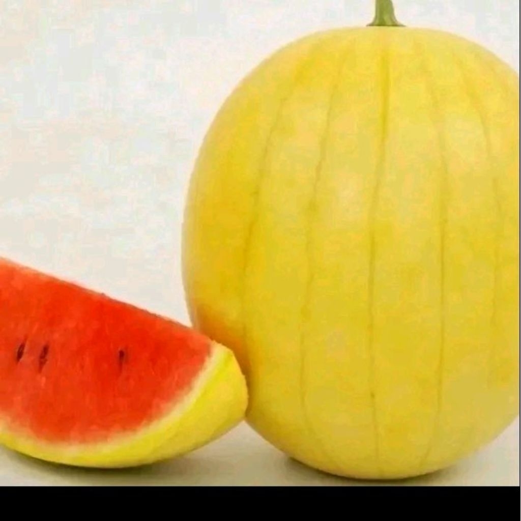 Biji benih semangka kulit kuning daging merah